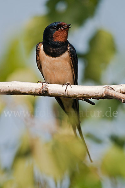 Rauchschwalbe (Hirundo rustica)