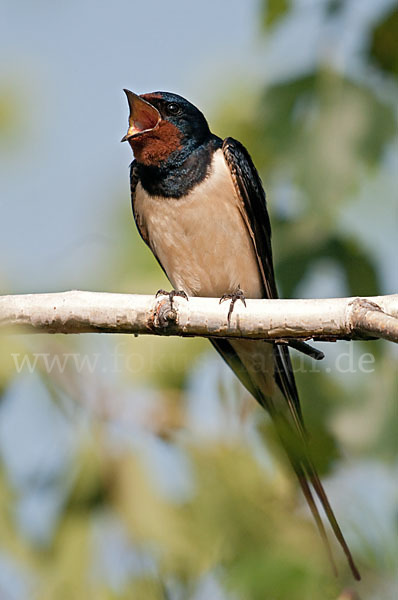 Rauchschwalbe (Hirundo rustica)