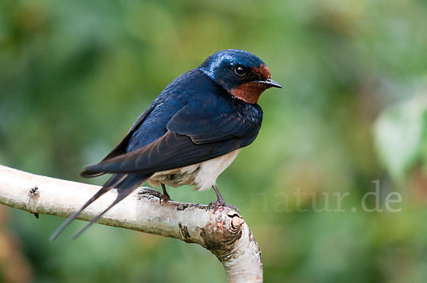 Rauchschwalbe (Hirundo rustica)