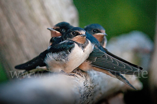 Rauchschwalbe (Hirundo rustica)