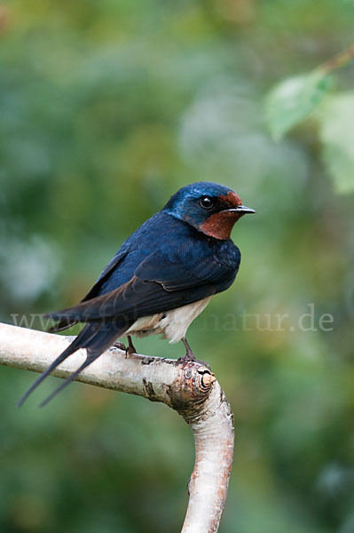 Rauchschwalbe (Hirundo rustica)