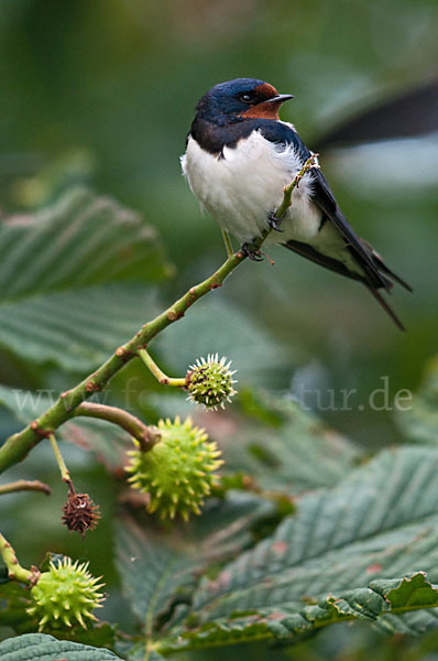 Rauchschwalbe (Hirundo rustica)