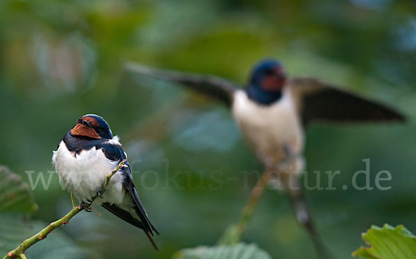 Rauchschwalbe (Hirundo rustica)