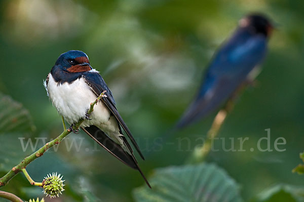 Rauchschwalbe (Hirundo rustica)