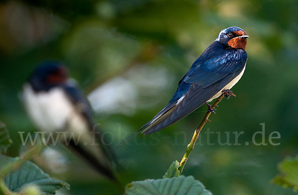 Rauchschwalbe (Hirundo rustica)