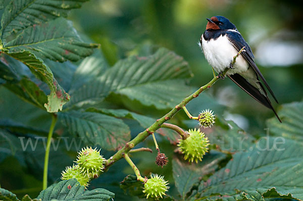 Rauchschwalbe (Hirundo rustica)