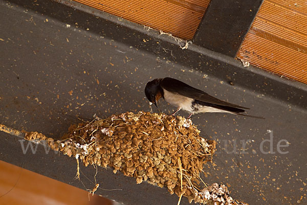 Rauchschwalbe (Hirundo rustica)