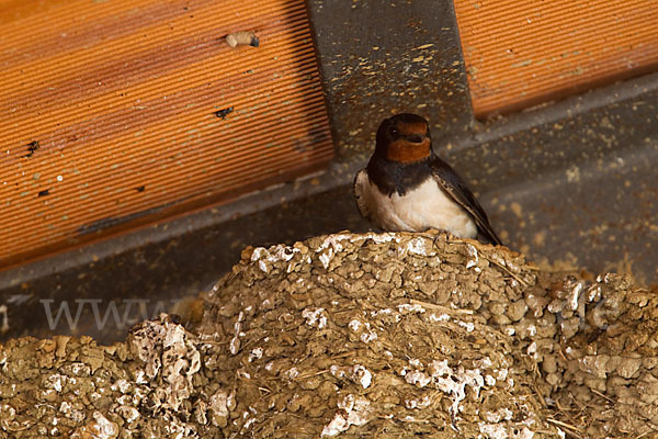 Rauchschwalbe (Hirundo rustica)