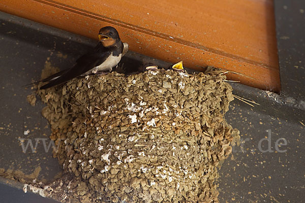 Rauchschwalbe (Hirundo rustica)