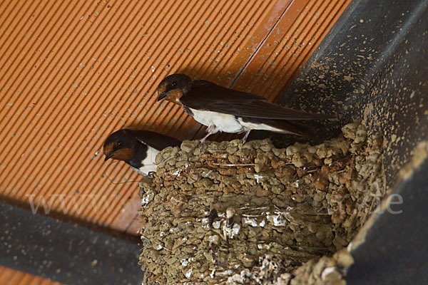 Rauchschwalbe (Hirundo rustica)