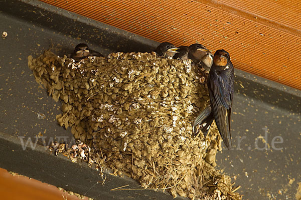 Rauchschwalbe (Hirundo rustica)