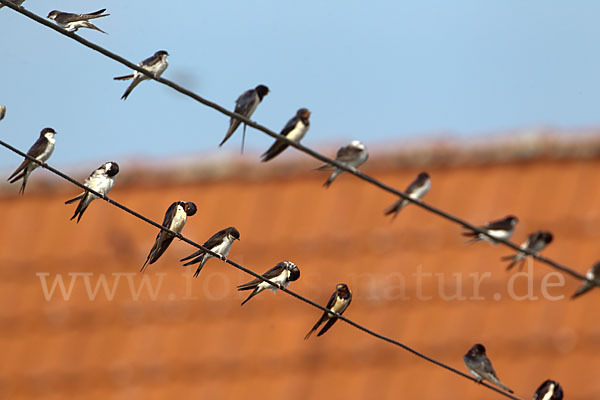 Rauchschwalbe (Hirundo rustica)