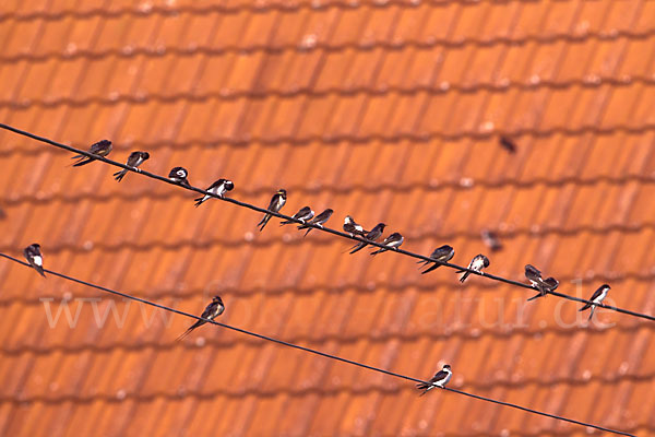 Rauchschwalbe (Hirundo rustica)