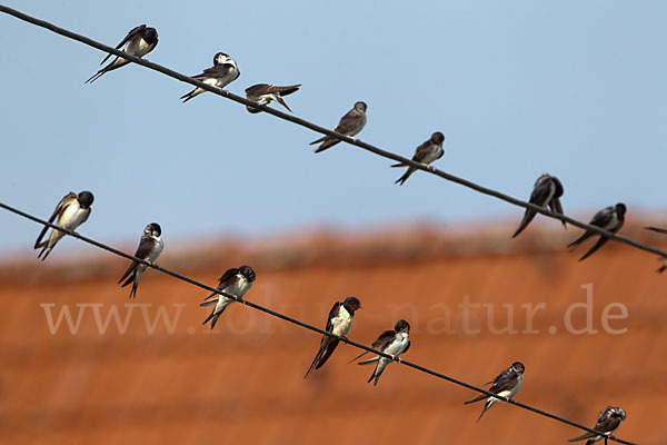 Rauchschwalbe (Hirundo rustica)