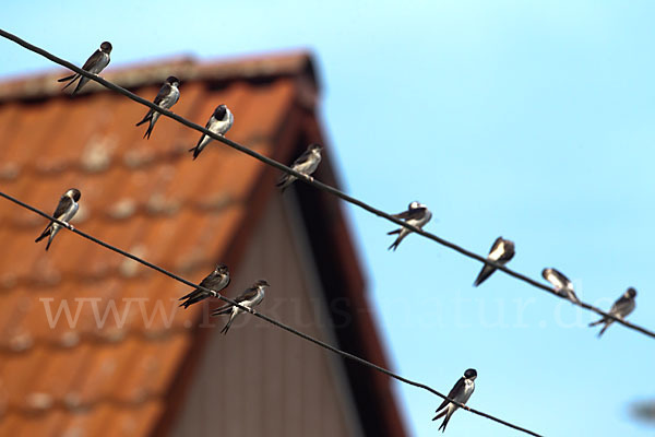 Rauchschwalbe (Hirundo rustica)