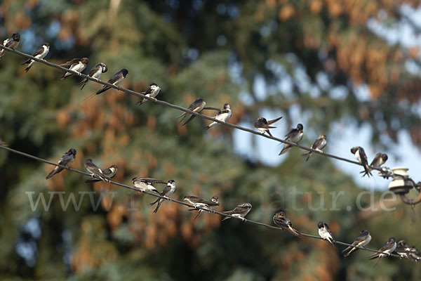 Rauchschwalbe (Hirundo rustica)