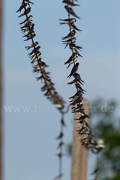 Rauchschwalbe (Hirundo rustica)