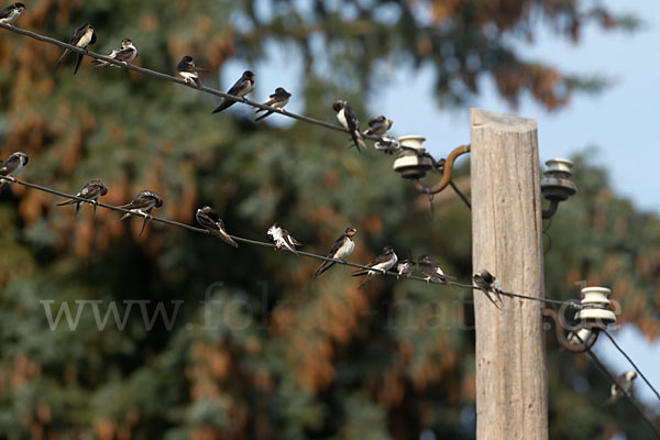 Rauchschwalbe (Hirundo rustica)