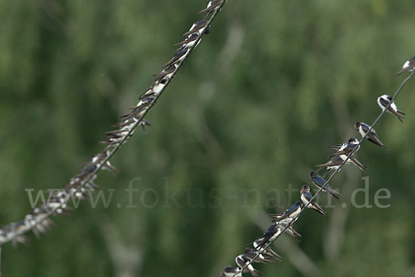 Rauchschwalbe (Hirundo rustica)