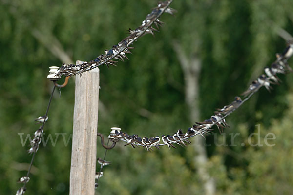 Rauchschwalbe (Hirundo rustica)