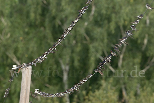 Rauchschwalbe (Hirundo rustica)