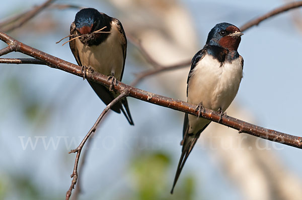 Rauchschwalbe (Hirundo rustica)