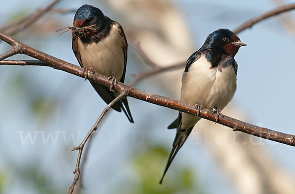 Rauchschwalbe (Hirundo rustica)