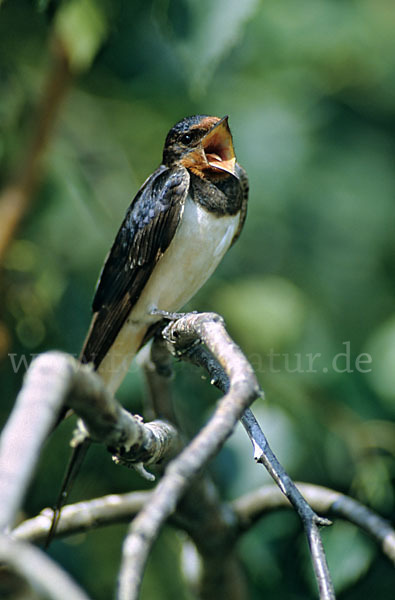 Rauchschwalbe (Hirundo rustica)