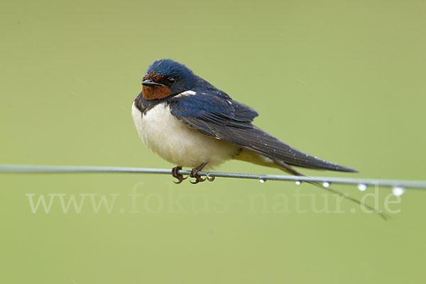 Rauchschwalbe (Hirundo rustica)