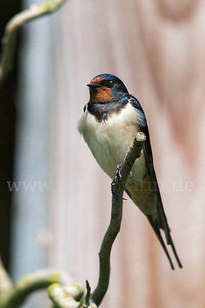 Rauchschwalbe (Hirundo rustica)