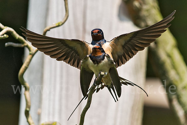 Rauchschwalbe (Hirundo rustica)