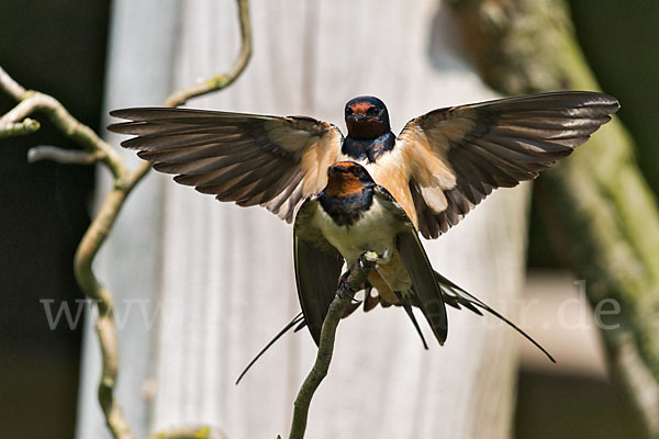 Rauchschwalbe (Hirundo rustica)