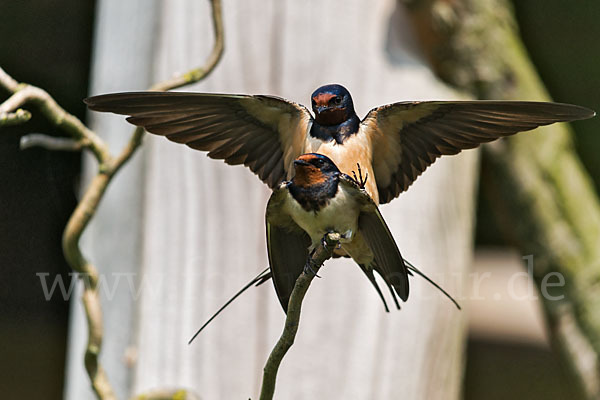 Rauchschwalbe (Hirundo rustica)