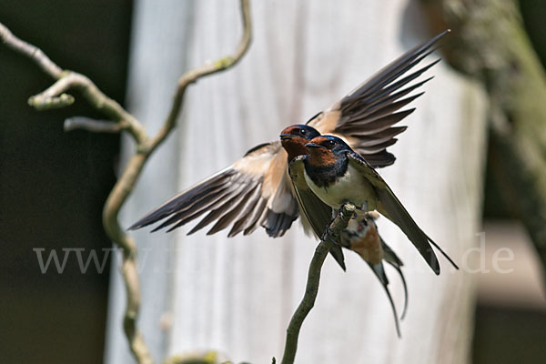 Rauchschwalbe (Hirundo rustica)