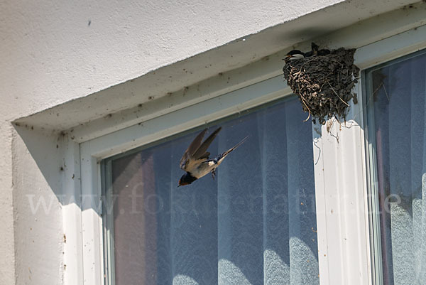 Rauchschwalbe (Hirundo rustica)