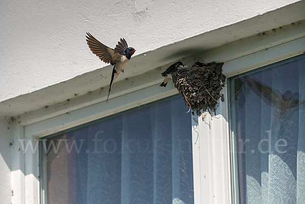 Rauchschwalbe (Hirundo rustica)