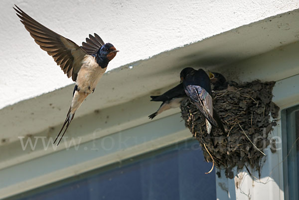 Rauchschwalbe (Hirundo rustica)