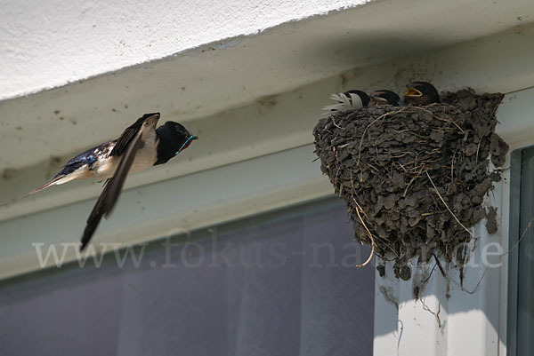 Rauchschwalbe (Hirundo rustica)