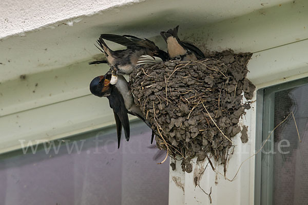 Rauchschwalbe (Hirundo rustica)