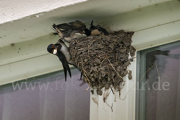 Rauchschwalbe (Hirundo rustica)