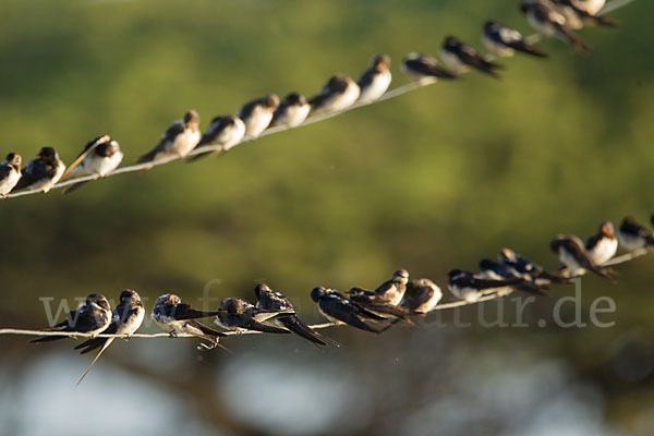 Rauchschwalbe (Hirundo rustica)