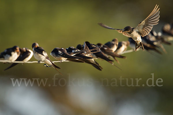 Rauchschwalbe (Hirundo rustica)