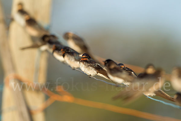 Rauchschwalbe (Hirundo rustica)