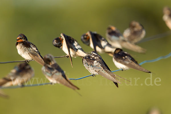 Rauchschwalbe (Hirundo rustica)