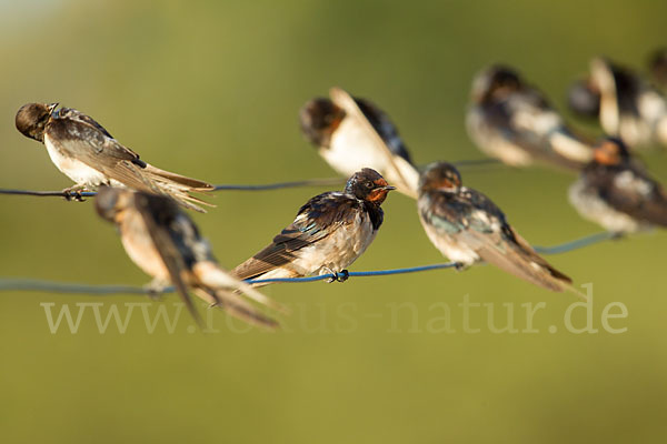 Rauchschwalbe (Hirundo rustica)