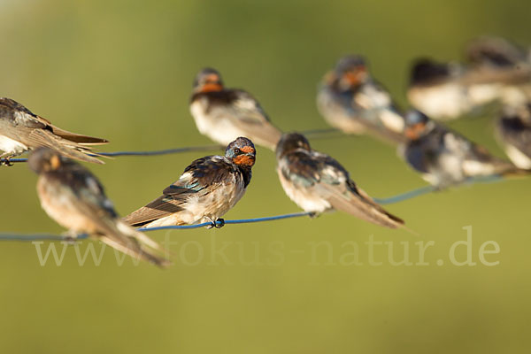 Rauchschwalbe (Hirundo rustica)