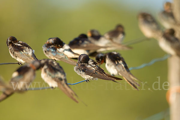 Rauchschwalbe (Hirundo rustica)