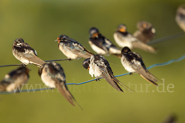 Rauchschwalbe (Hirundo rustica)