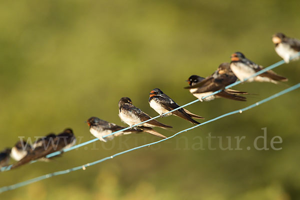 Rauchschwalbe (Hirundo rustica)