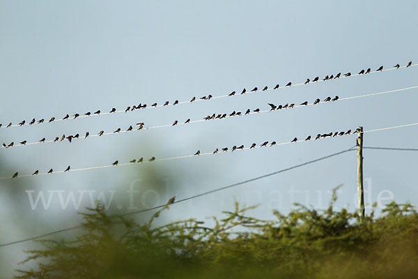 Rauchschwalbe (Hirundo rustica)